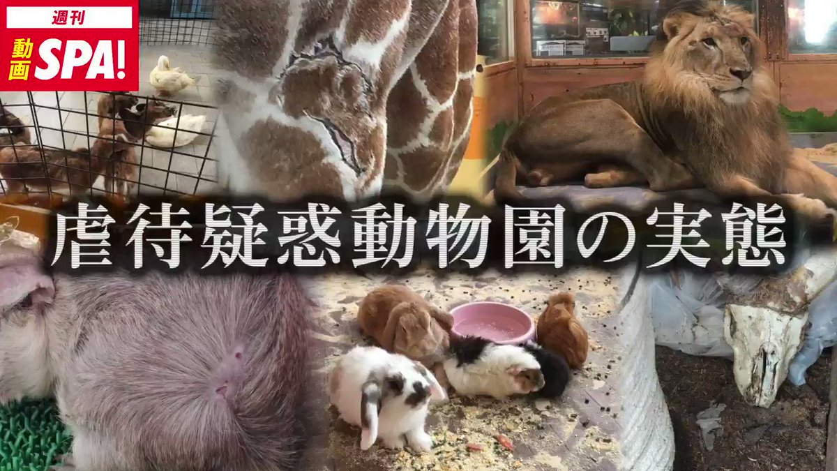 @weekly_SPA の動画